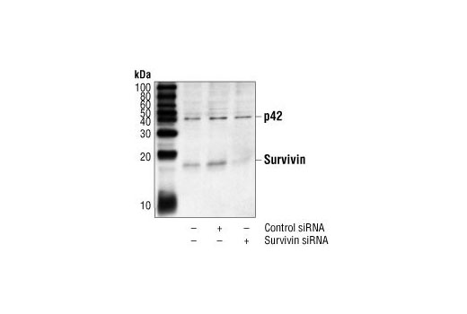 Western blot analysis of extracts from HeLa cells, mock transfected or transfected with nonspecific (control) siRNA or SignalSilence ® Survivin siRNA I, using Survivin (6E4) Mouse mAb #2802 and p42 MAP Kinase (Erk2) Antibody #9108. The survivin antibody confirms silencing of survivin expression, while the p42 MAPK antibody is used to control for loading and specificity of survivin siRNA.
