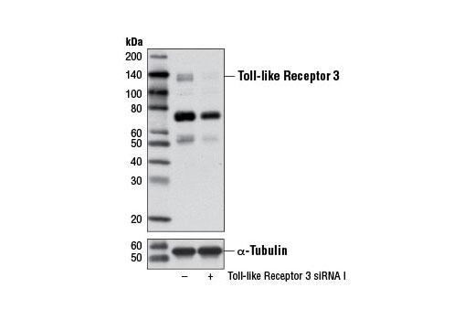 Western blot analysis of extracts from MCF 10A cells, transfected with 100 nM SignalSilence ® Control siRNA (Unconjugated) #6568 (-) or SignalSilence ® Toll-like Receptor 3 siRNA I (+), using Toll-like Receptor 3 (D10F10) Rabbit mAb #6961 (upper) or α-Tubulin (11H10) Rabbit mAb #2125 (lower). The Toll-like Receptor 3 (D10F10) Rabbit mAb confirms silencing of