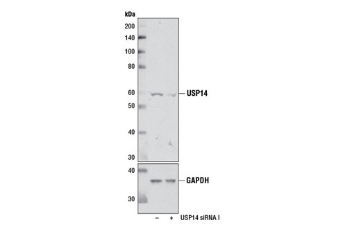 Western blot analysis of extracts from 293T cells, transfected with 100 nM SignalSilence ® Control siRNA (Unconjugated) #6568 (-) or SignalSilence ® USP14 siRNA I (+), using USP14 Antibody #8159 and GAPDH (14C10) Rabbit mAb #2118. The