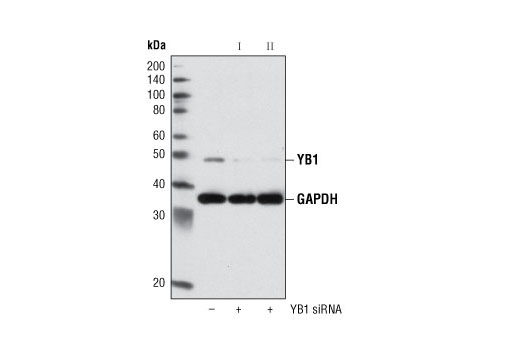 Western blot analysis of extracts from HeLa cells, transfected with 100 nM SignalSilence ® Control siRNA (Unconjugated) #6568 (-), SignalSilence ® YB1 siRNA I #6206 (+) or SignalSilence ® YB1 siRNA II (+), using YB1 Antibody #2749 and GAPDH (14C10) Rabbit mAb #2118. The YB1 antibody confirms silencing of YB1 expression, while the GAPDH (14C10) rabbit mAb was used to control for loading and specificity of YB1 siRNA.