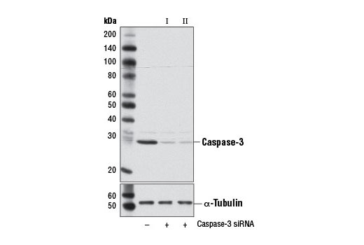 Western blot analysis of extracts from NIH/3T3 cells, transfected with 100 nM SignalSilence ® Control siRNA (Unconjugated) #6568 (-), SignalSilence ® Caspase-3 siRNA I (Mouse Specific) (+), or SignalSilence ® Caspase-3 siRNA II (Mouse Specific) #6501 (+), using Caspase-3 (8G10) Rabbit mAb #9665 (upper) or α-Tubulin (11H10) Rabbit mAb #2125 (lower). The Caspase-3 (8G10) Rabbit mAb confirms silencing of Caspase-3 expression, while the α-Tubulin (11H10) Rabbit mAb is used as a loading control.