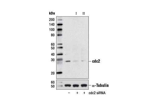 Western blot analysis of extracts from HeLa cells, transfected with 100 nM SignalSilence ® Control siRNA (Unconjugated) #6568 (-), SignalSilence ® cdc2 siRNA I #3500 (+) or SignalSilence ® cdc2 siRNA II (+), using cdc2 (POH1) Mouse mAb #9116 (upper) or α-Tubulin (11H10) Rabbit mAb #2125 (lower). The cdc2 (POH1) Mouse mAb confirms silencing of cdc2 expression, while the α-Tubulin (11H10) Rabbit mAb is used as a loading control.