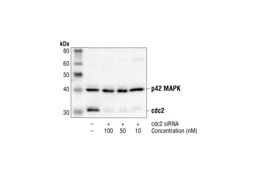Western blot analysis of extracts from HeLa cells, transfected with control (-) or cdc2 (+) siRNA. cdc2 was detected using cdc2 (POH1) Monoclonal Antibody#9116, and p42 was detected using p42 MAPK (3A7) Monoclonal Antibody #9107. cdc2 (POH1) Monoclonal Antibody confirms silencing of cdc2 expression, and p42 MAPK (3A7) Monoclonal Antibody is used to control for loading and specificity of cdc2 siRNA.