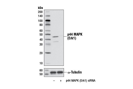 Western blot analysis of extracts from C2C12 cells, transfected with 100 nM SignalSilence ® Control siRNA (Unconjugated) #6568 (-) or SignalSilence ® p44 MAPK (Erk1) siRNA I (Mouse Specific) (+), using p44 MAP Kinase (Erk1) Antibody #4372 (upper) or α-Tubulin (11H10) Rabbit mAb #2125 (lower). The p44 MAP Kinase (Erk1) Antibody confirms silencing of