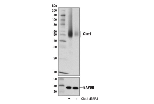 Western blot analysis of extracts from Hep G2 cells transfected with 100 nM SignalSilence ® Control siRNA (Unconjugated) #6568 (-) or SignalSilence ® Glut1 siRNA I (+), using Glut1 (D3J3A) Rabbit mAb #12939 (upper) or GAPDH (D16H11) XP ® Rabbit mAb #5174 (lower). The Glut1 (D3J3A) Rabbit mAb confirms silencing of Glut1 expression, while the GAPDH (D16H11) XP ® Rabbit mAb is used as a loading control.