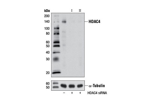 Western blot analysis of extracts from HeLa cells, transfected with 100 nM SignalSilence ® Control siRNA (Unconjugated) #6568 (-), SignalSilence ® HDAC4 siRNA I #7595 (+) or SignalSilence ® HDAC4 siRNA II (+), using HDAC4 (D15C3) Rabbit mAb #7628 (upper) or α-Tubulin (11H10) Rabbit mAb #2125 (lower). The HDAC4 (D15C3) Rabbit mAb confirms silencing of HDAC4 expression, while the α-Tubulin (11H10) Rabbit mAb is used as a loading control.