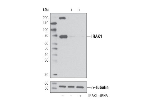 Western blot analysis of extracts from HeLa cells, transfected with 100 nM SignalSilence ® Control siRNA (Unconjugated) #6568 (-), SignalSilence ® IRAK1 siRNA I #6253 (+) or SignalSilence ® IRAK1 siRNA II (+), using IRAK1 (D51G7) XP ® Rabbit mAb #4504 (upper) or α-Tubulin (11H10) Rabbit mAb #2125 (lower). The IRAK1 (D51G7) XP ® Rabbit mAb confirms silencing of IRAK1 expression, while the α-Tubulin (11H10) Rabbit mAb is used as a loading control.
