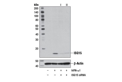 Western blot analysis of lysates from A549 cells, untreated (-), transfected with 100 nM SignalSilence ® Control siRNA (Unconjugated) #6568 (-), SignalSilence ® ISG15 siRNA I #12557 (+), or SignalSilence ® ISG15 siRNA II (+), followed by treatment with Human Interferon-α1 (hIFN-α1) #8927 (40 ng/ml, 24 hr; +), using ISG15 (22D2) Rabbit mAb #2758 (upper) or β-Actin (D6A8) Rabbit mAb #8457 (lower). The ISG15 (22D2) Rabbit mAb confirms silencing of ISG15 expression, while the β-Actin (D6A8) Rabbit mAb is used as a loading control.