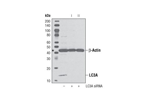 Western blot analysis of extracts from HeLa cells, transfected with 100 nM SignalSilence ® Control siRNA (Unconjugated) #6568 (-), SignalSilence ® LC3A siRNA I #6214 (+) or SignalSilence ® LC3A siRNA II (+), using LC3B (G40) Antibody #4108 and β-Actin (13E5) Rabbit mAb #4970. The LC3B (G40) antibody confirms silencing of LC3A expression, while the β-Actin (13E5) Rabbit mAb is used to control for loading and specificity of LC3A siRNA. Please note #4108 recognizes LC3A and LC3C.