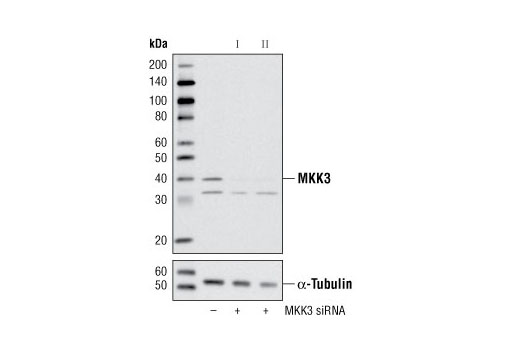 Western blot analysis of extracts from HeLa cells, transfected with 100 nM SignalSilence ® Control siRNA (Unconjugated) #6568 (-), SignalSilence ® MKK3 siRNA I #6294 (+) or SignalSilence ® MKK3 siRNA II (+), using MKK3 Antibody #9232 (upper) or α-Tubulin (11H10) Rabbit mAb #2125 (lower). The MKK3 Antibody confirms silencing of MKK3 expression, while the α-Tubulin (11H10) Rabbit mAb is used as a loading control.