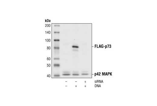 Western blot analysis of extracts from HeLa cells untransfected (lane 1) or transfected with FLAG-p73 DNA (lanes 2 and 3). Overexpression of FLAG-p73 can be specifically blocked by co-transfection with p73 siRNA (lane 3). FLAG-p73 was detected using p73 Antibody #4662, and p42 was detected using p42 MAPK Antibody #9108. p73 Antibody confirms silencing of exogenous p73 expression, and the p42 MAPK Antibody is used to control for loading and siRNA specificity.