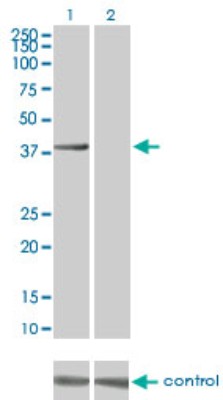 Western Blot: Aurora B RNAi [H00009212-R01V] - Analysis of AURKB over-expressed 293 cell line. Lane 2 cotransfected with AURKB Validated Chimera RNAi Lane 1 non-transfected control. Blot probed with H00009212-M04. GAPDH (36.1 kDa) used as loading control.